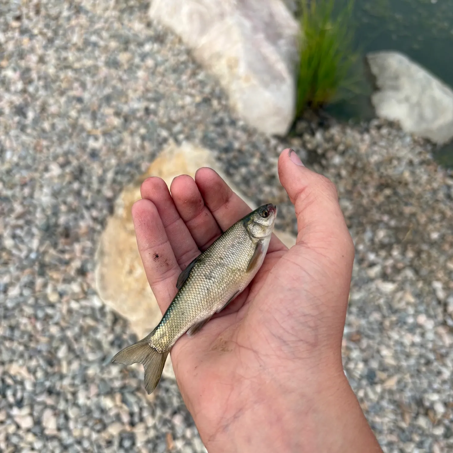 The most recent Utah chub catches on Fishbrain