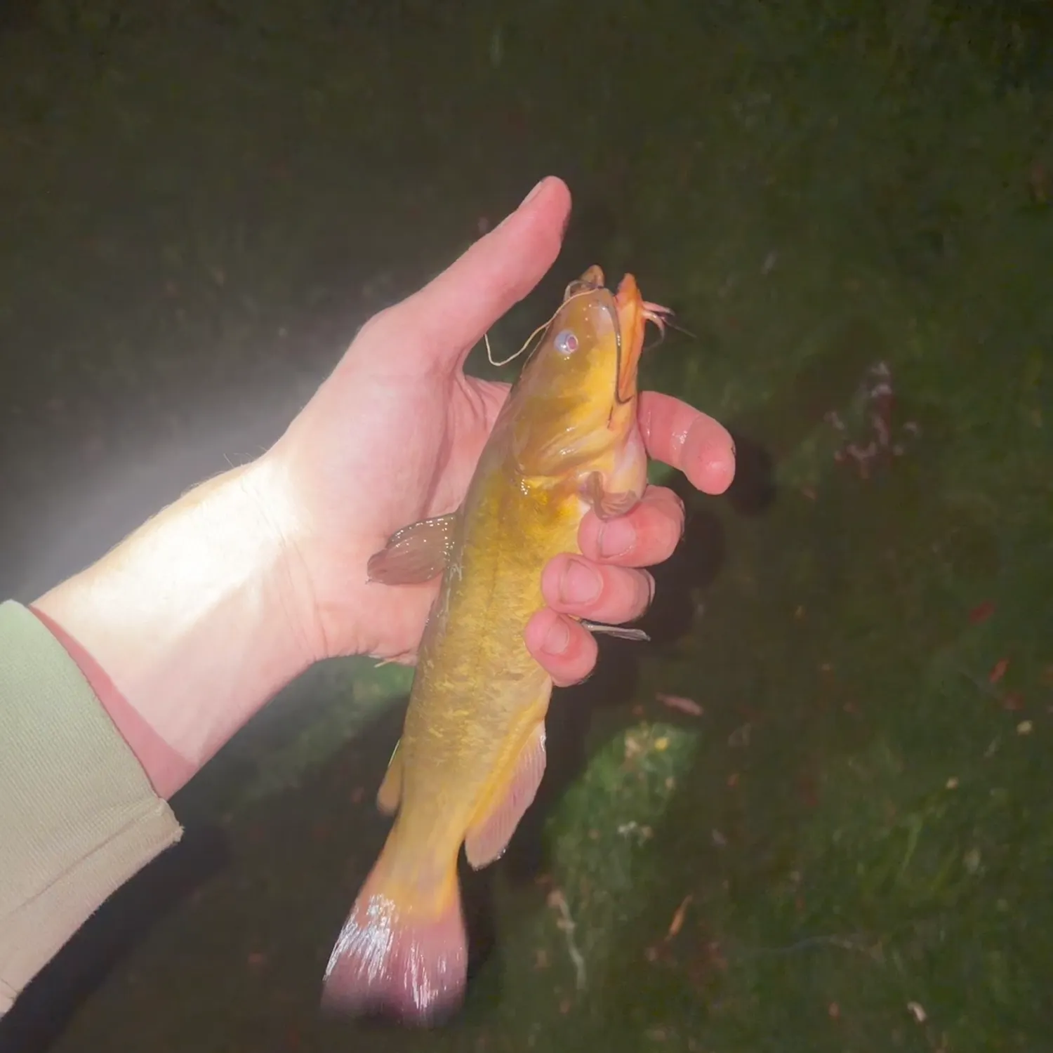 Yellow bullhead caught on Fishbrain