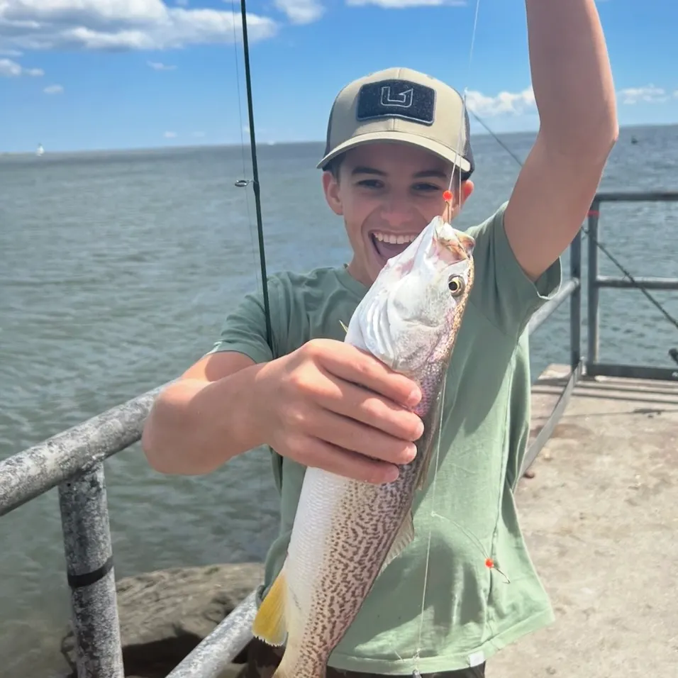 The most recent Gray weakfish catches on Fishbrain