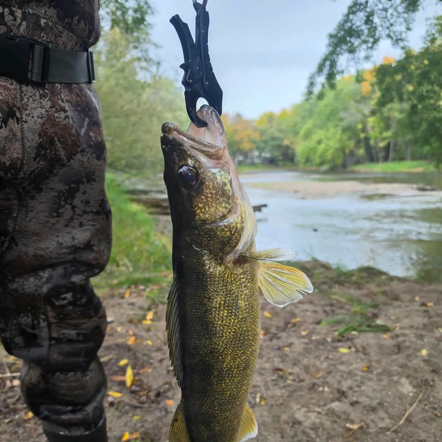 Walleye caught on Fishbrain