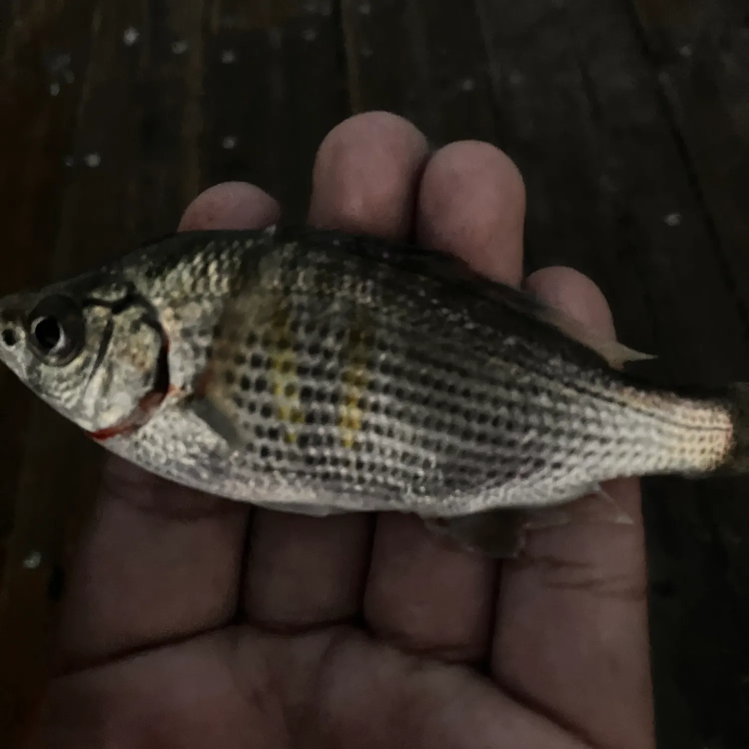 The most recent Shiner perch catches on Fishbrain