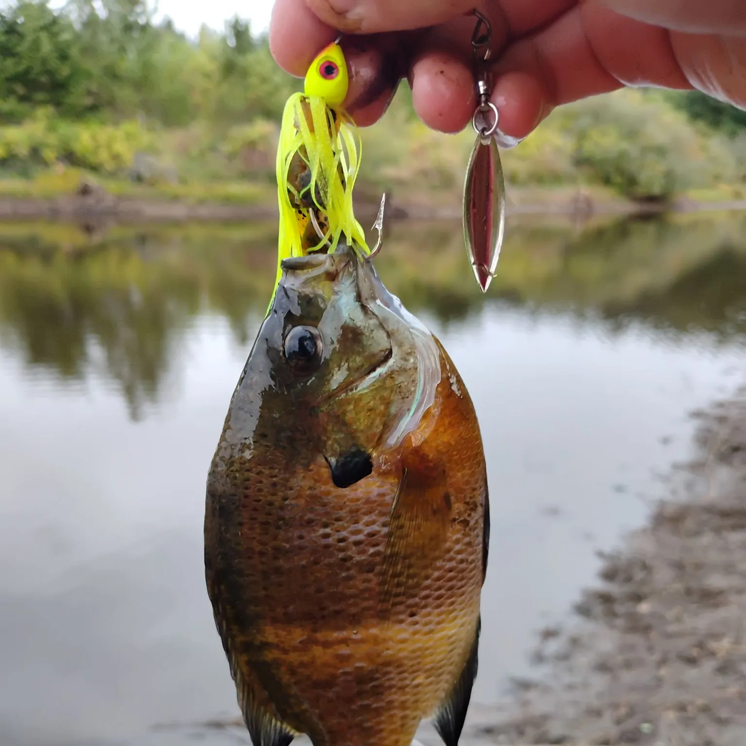 Bluegill caught on Fishbrain