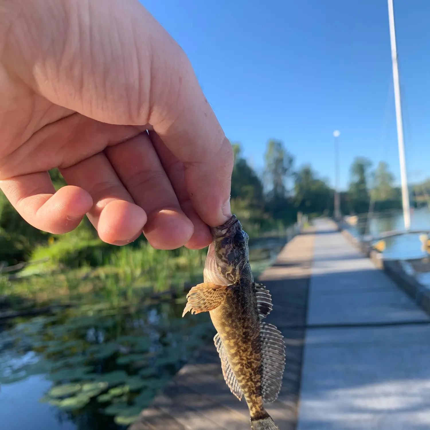 The most recent Prickly sculpin catches on Fishbrain