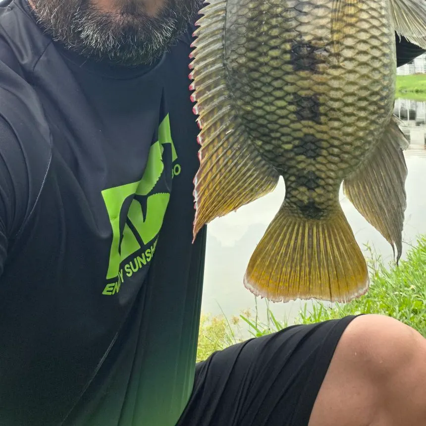 The most recent Spotted tilapia catches on Fishbrain