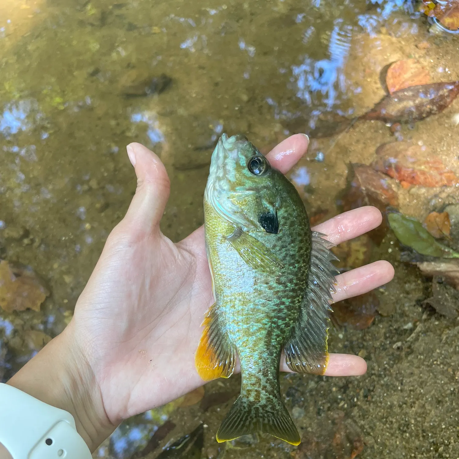 The most recent Redbreast sunfish x bluegill catches on Fishbrain