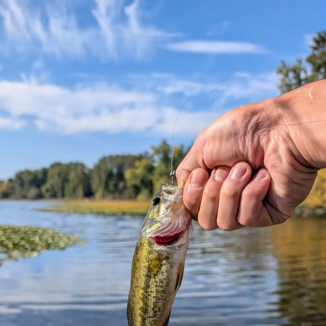 Largemouth bass caught on Fishbrain