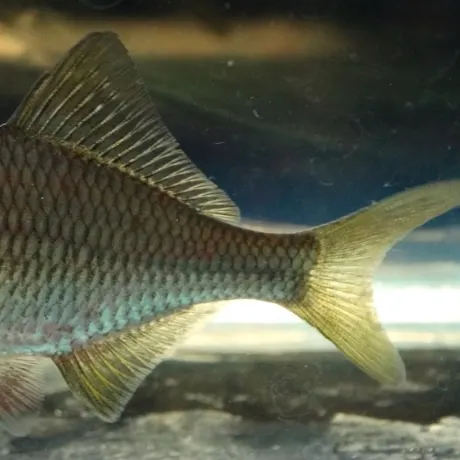 The most recent Giant Chinese bitterling catches on Fishbrain