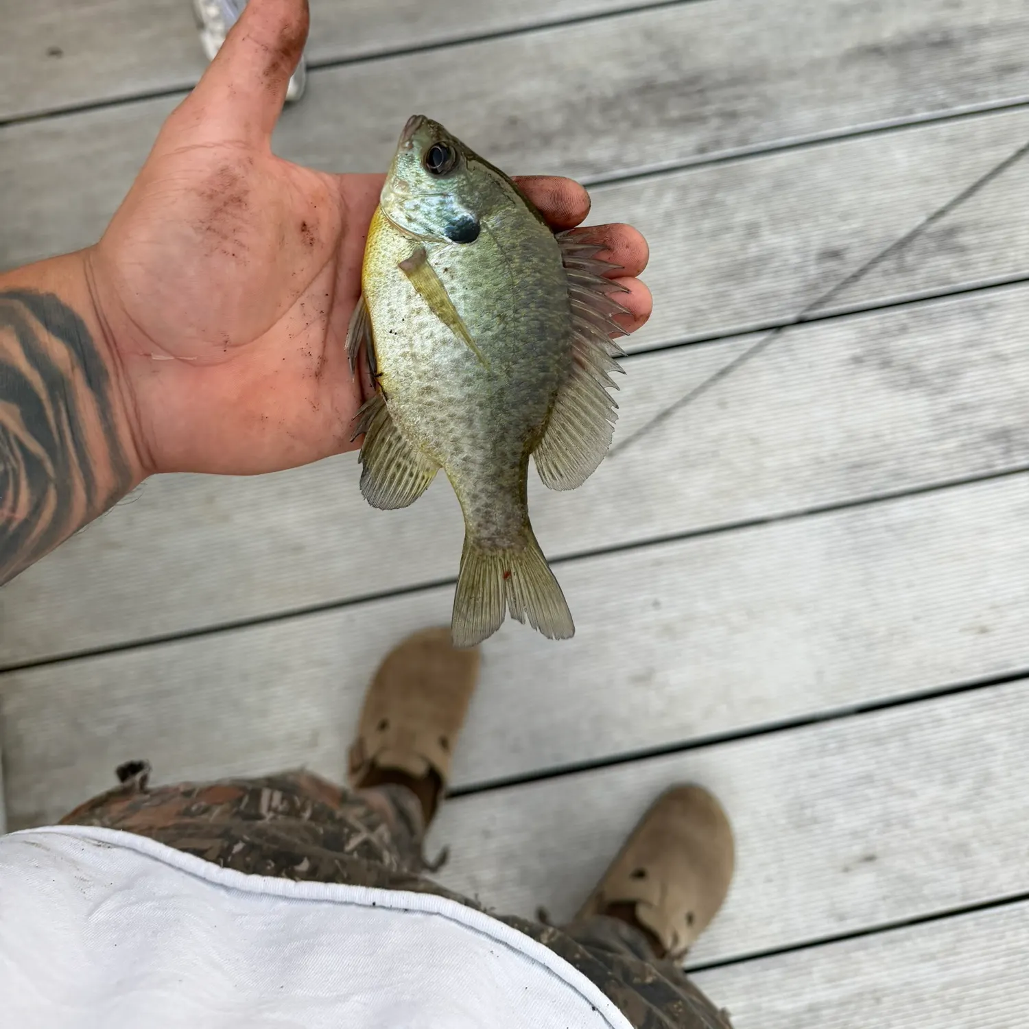 Bluegill caught on Fishbrain
