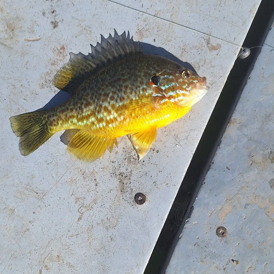 Pumpkinseed caught on Fishbrain