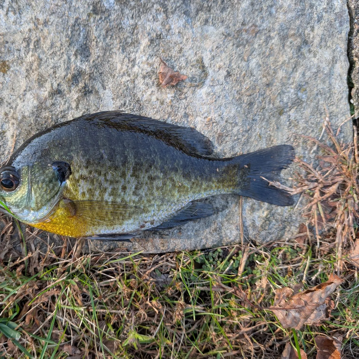 Bluegill caught on Fishbrain
