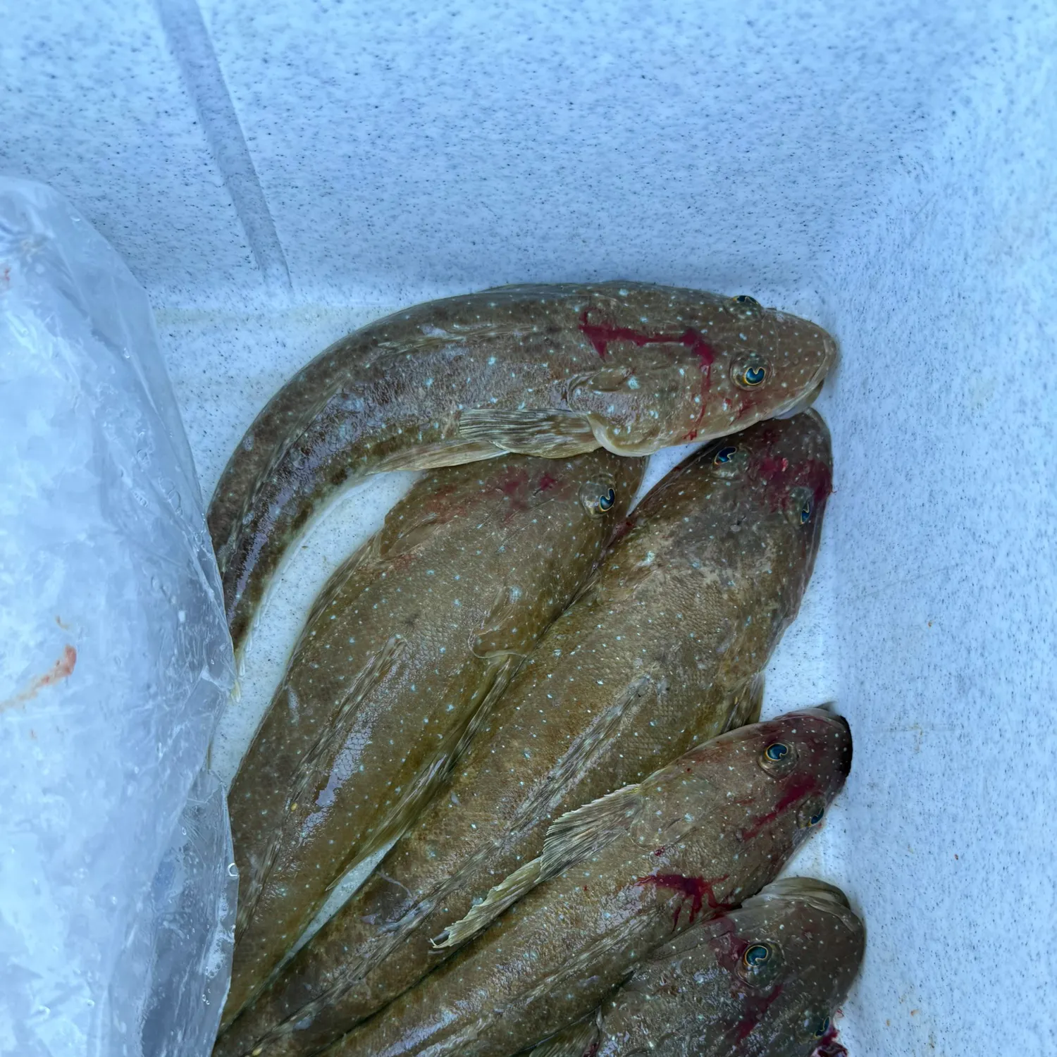 The most recent Blue-spotted flathead catches on Fishbrain