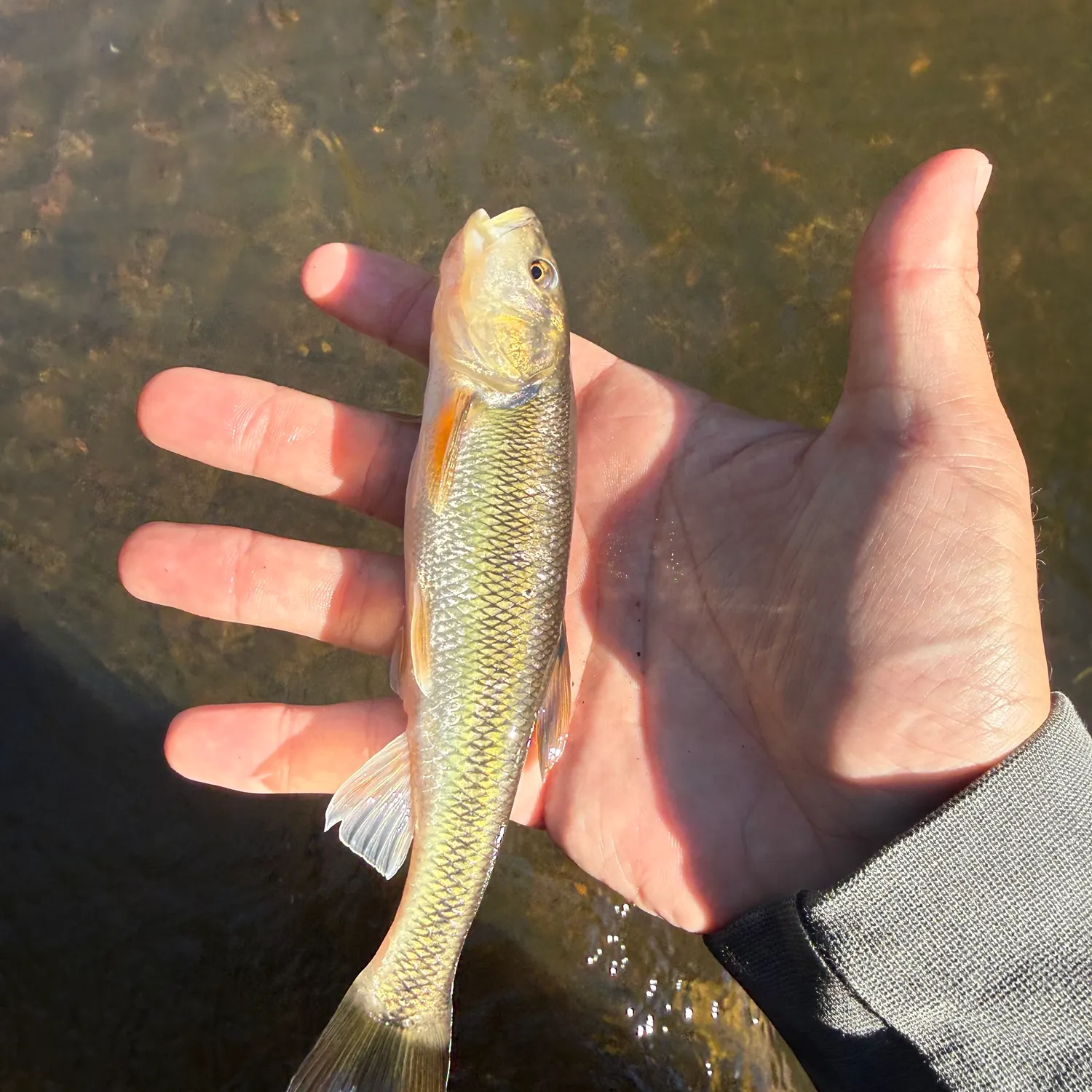 Creek chub caught on Fishbrain