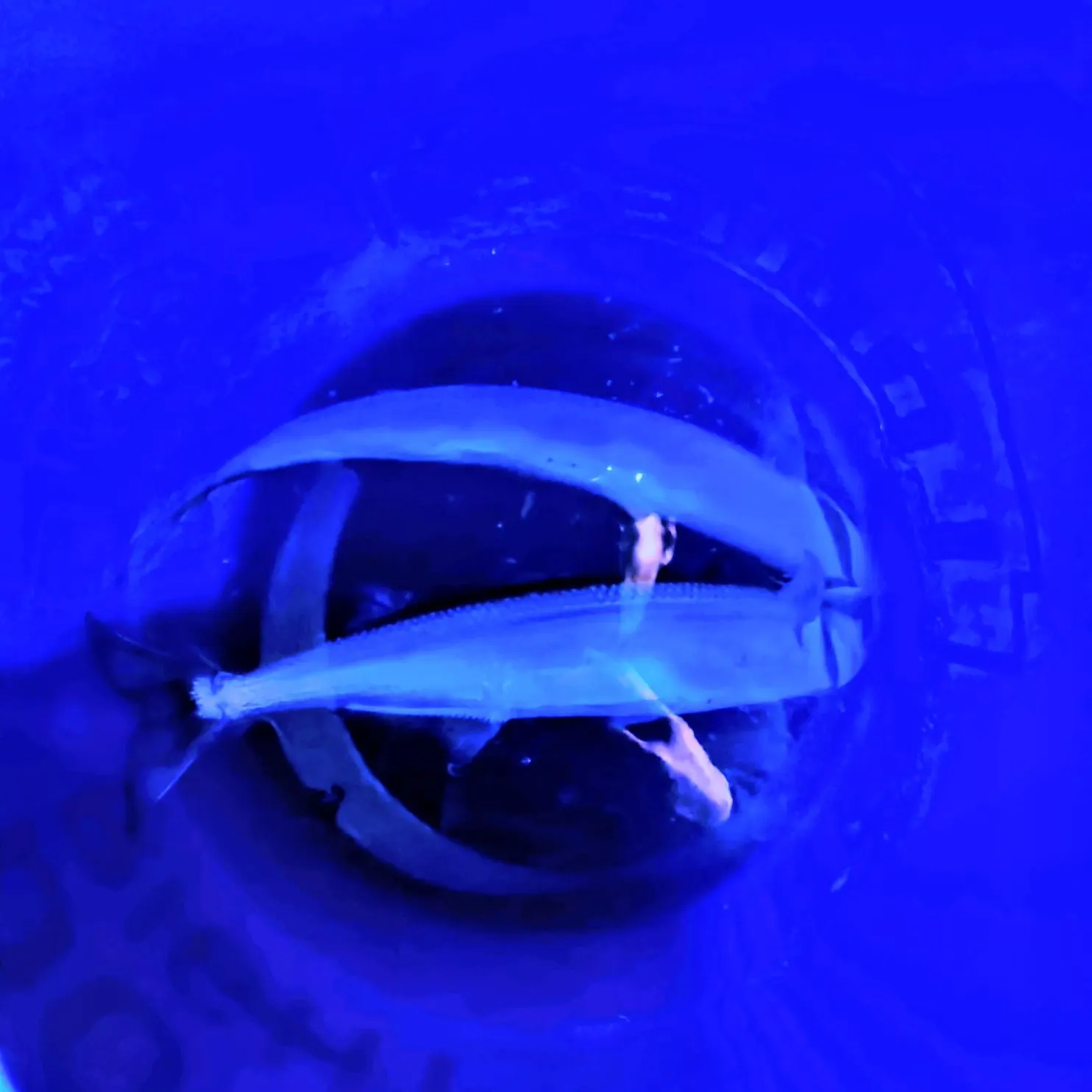 Jack silverside caught on Fishbrain