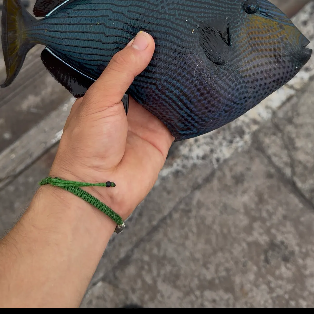 Black triggerfish caught on Fishbrain