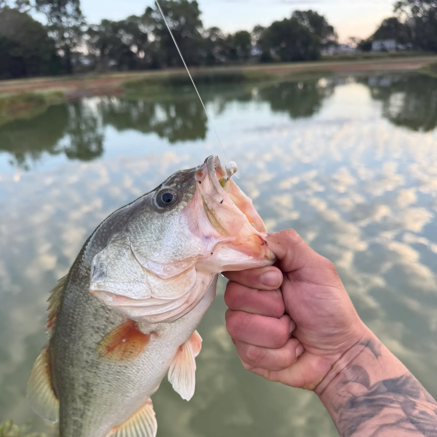 Largemouth bass caught on Fishbrain