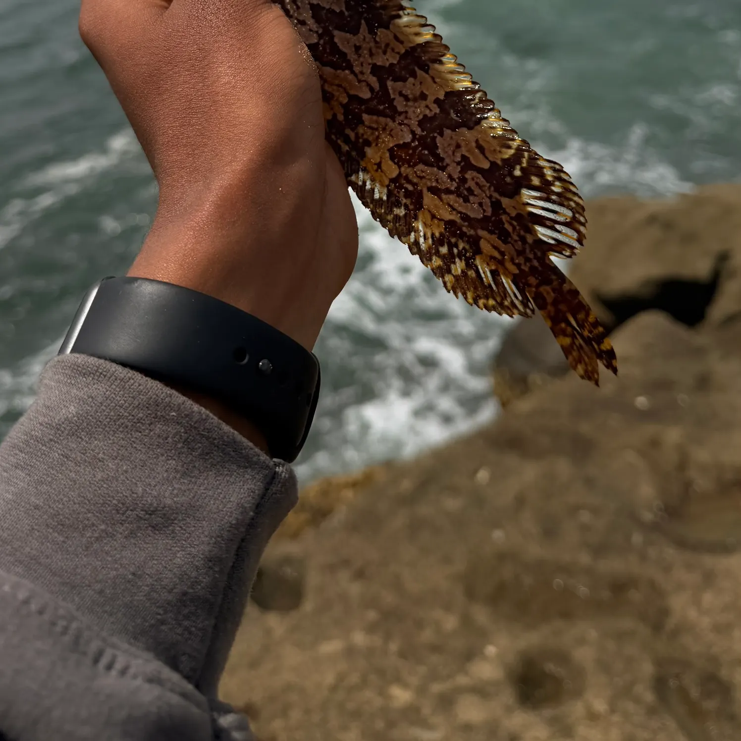 The most recent Spotted kelpfish catches on Fishbrain