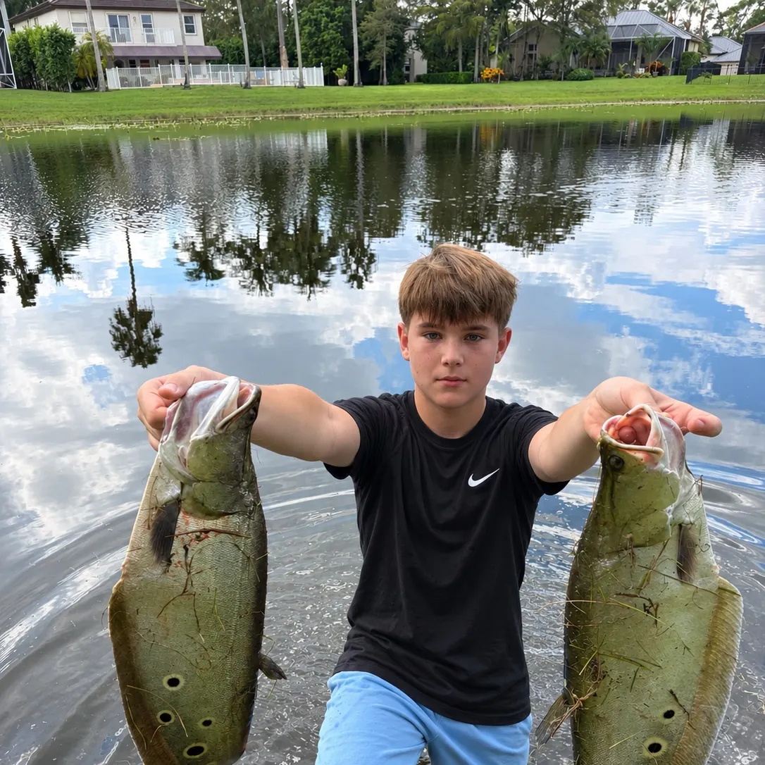 The most recent Clown knifefish catches on Fishbrain