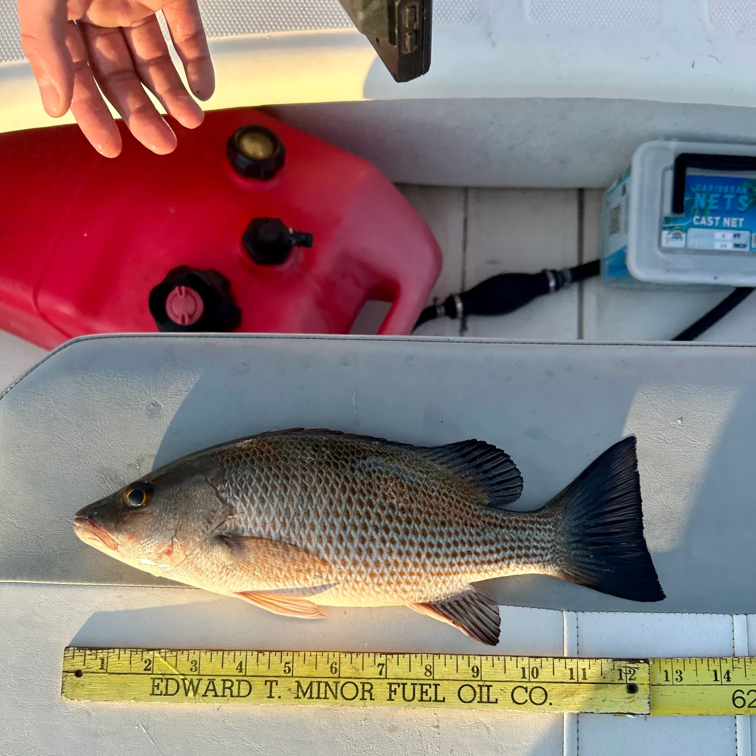 recently logged catches