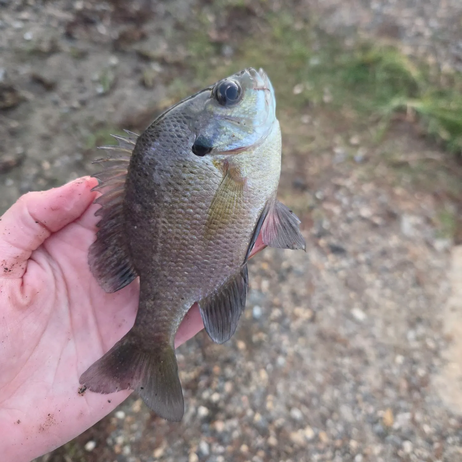 Bluegill caught on Fishbrain