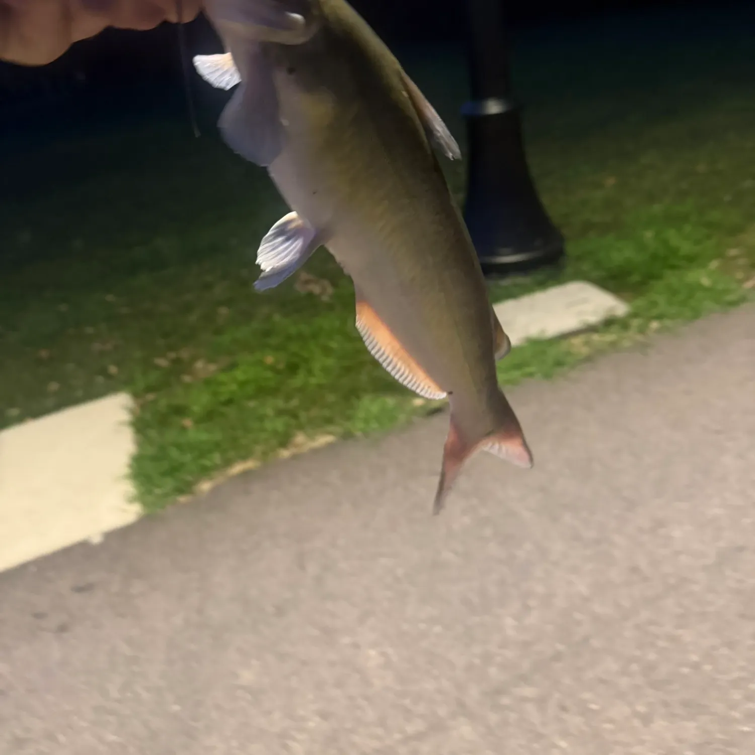 Channel catfish caught on Fishbrain