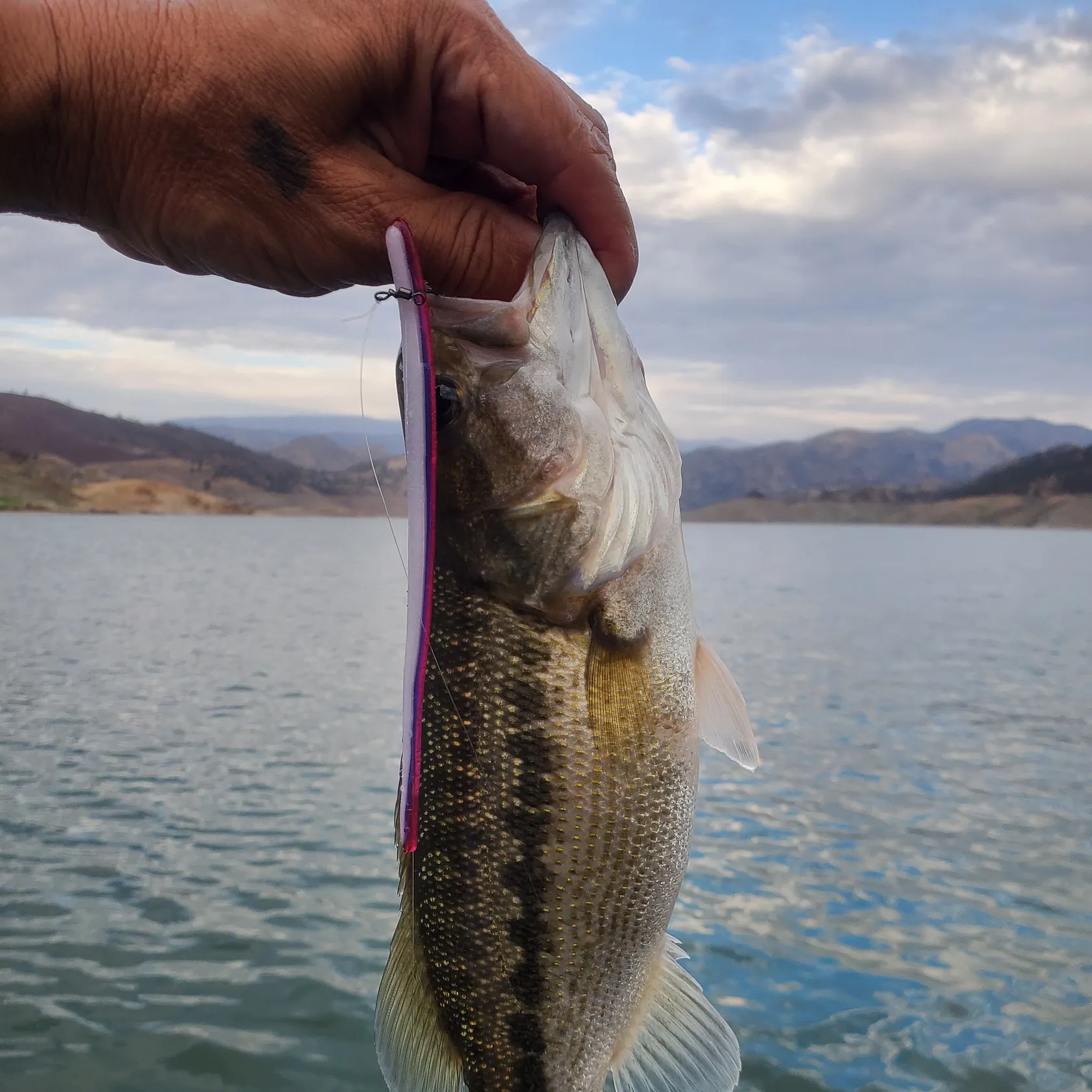 Spotted bass caught on Fishbrain