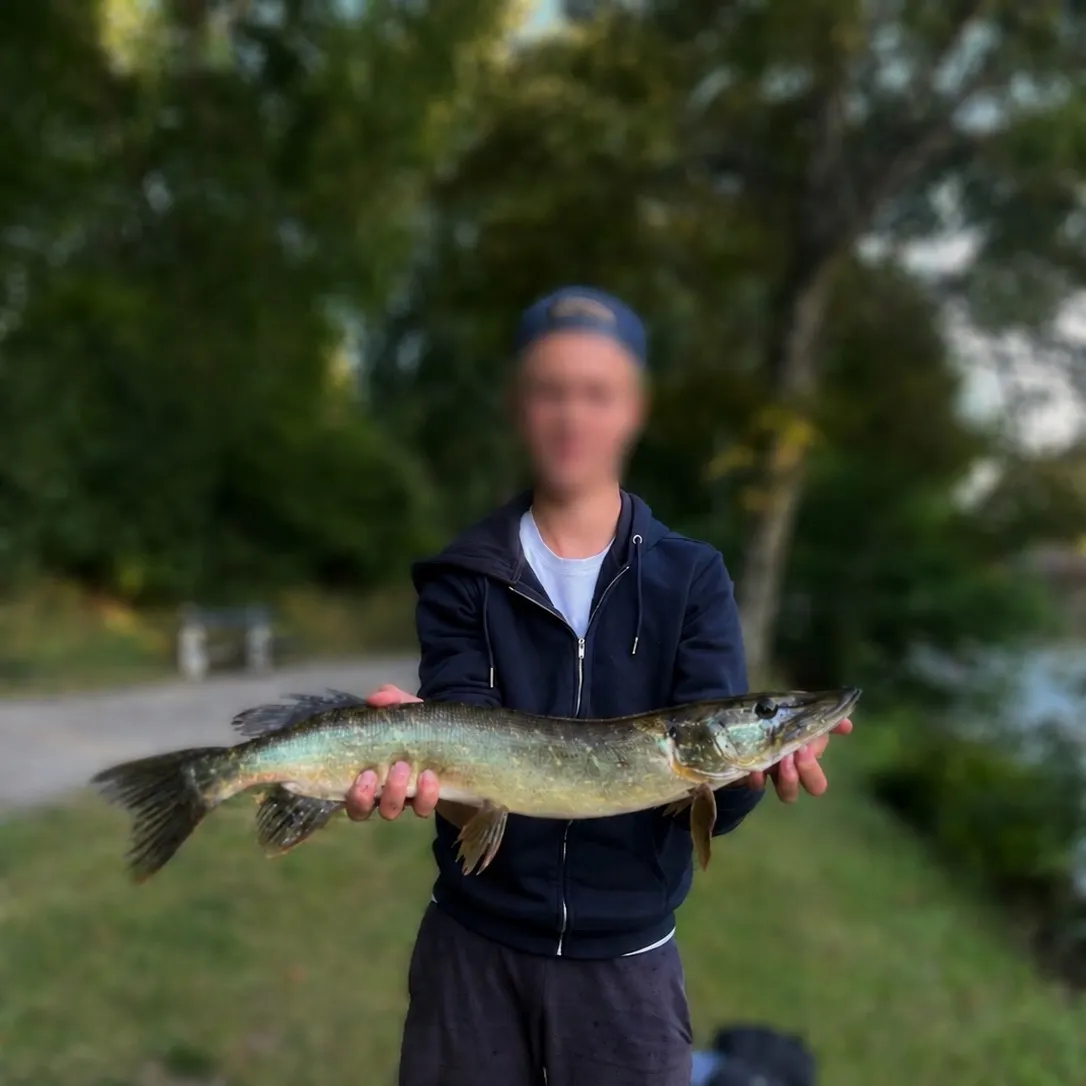 Northern pike caught on Fishbrain