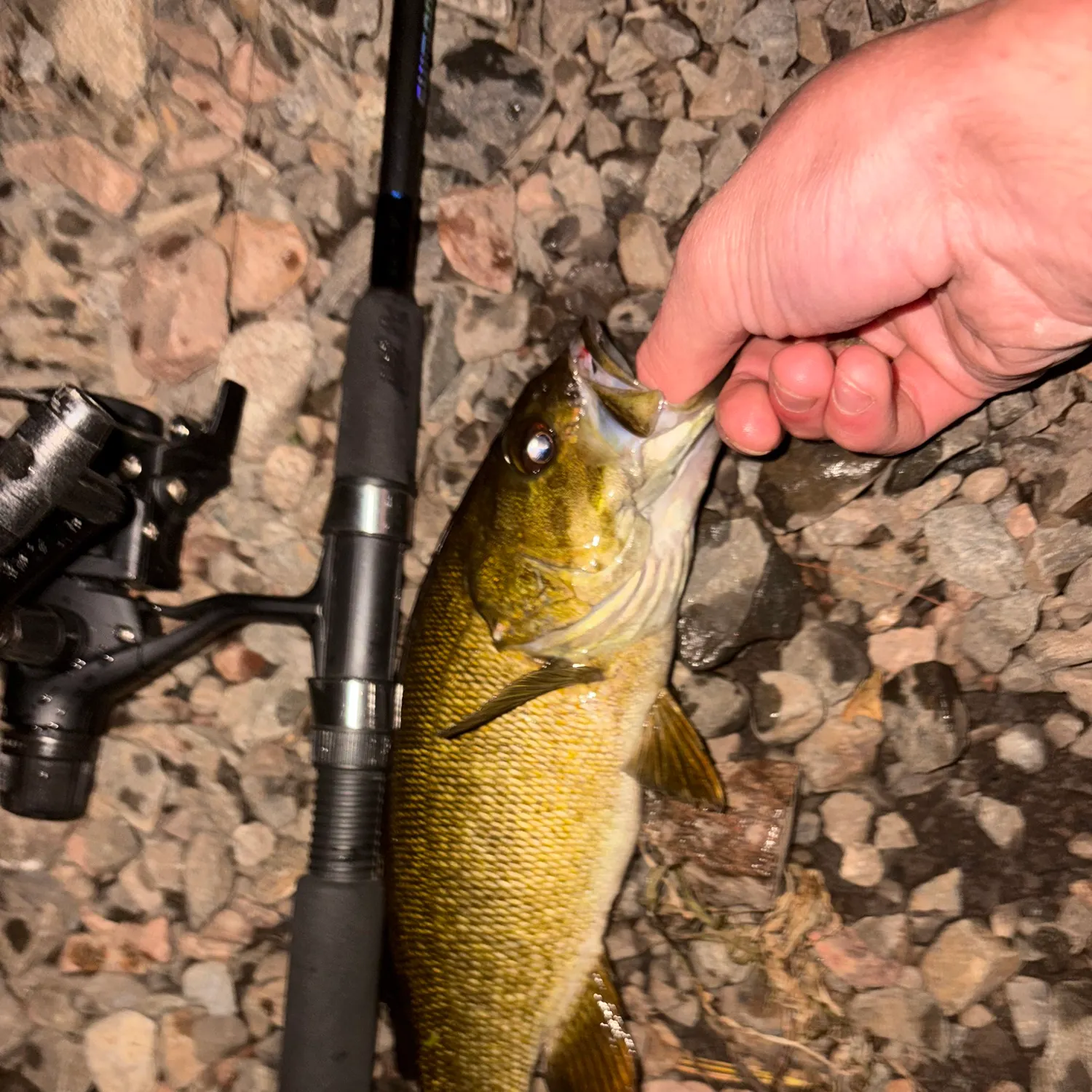 Smallmouth bass caught on Fishbrain