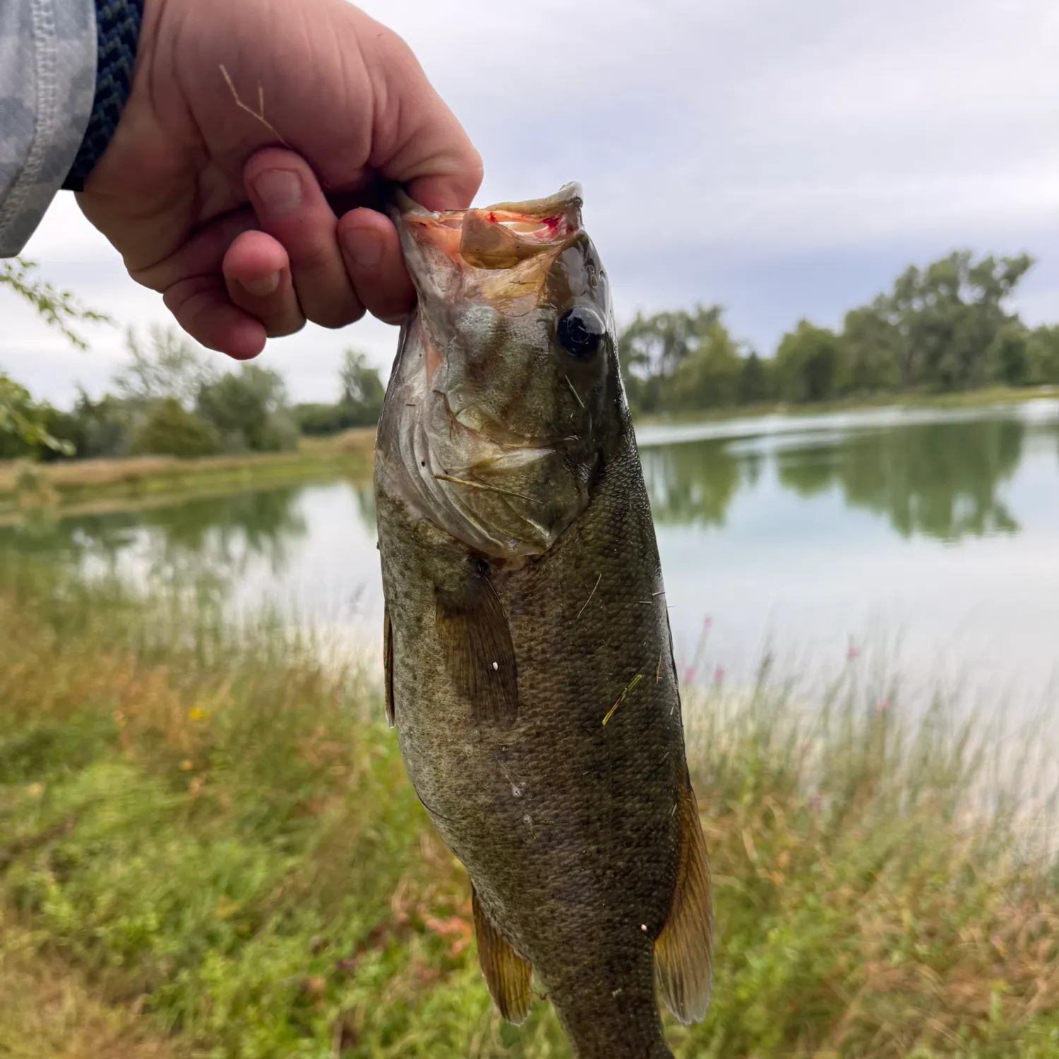 Smallmouth bass caught on Fishbrain