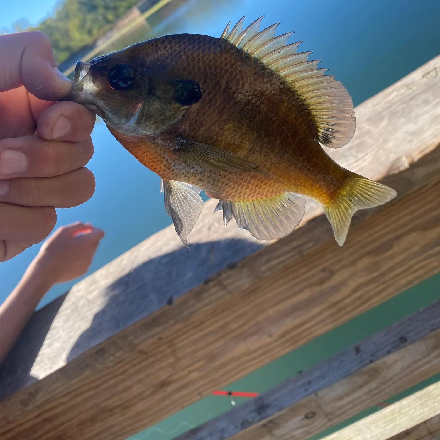 Bluegill caught on Fishbrain