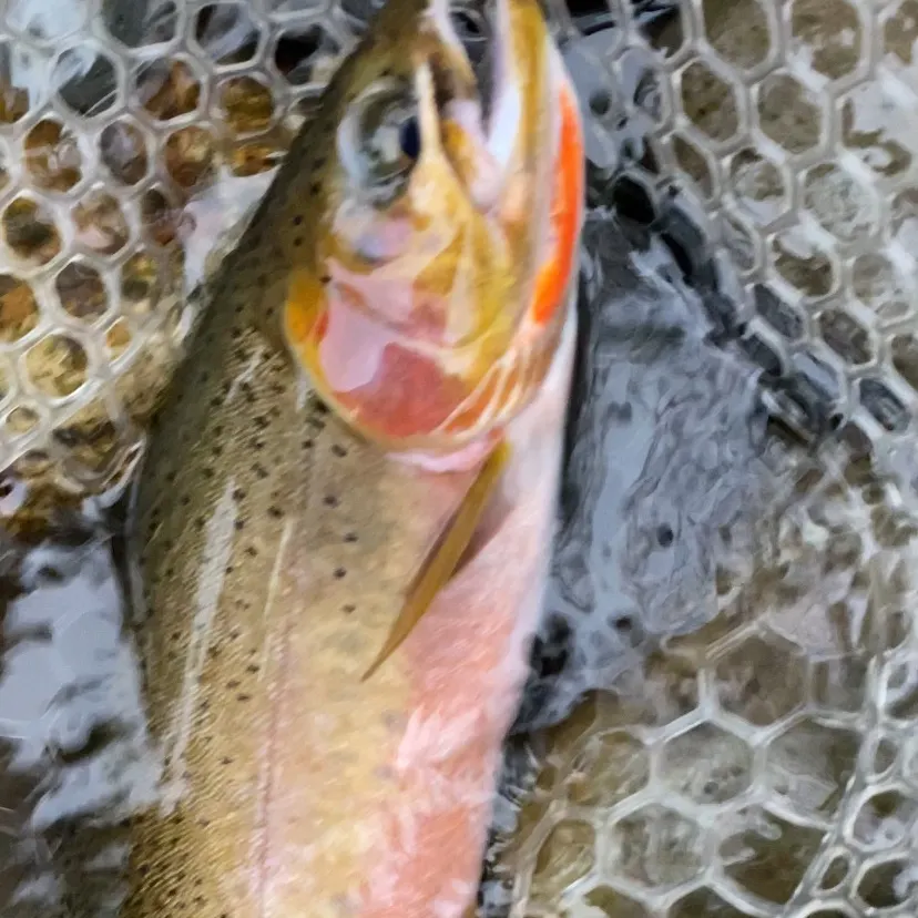 Cutthroat trout caught on Fishbrain
