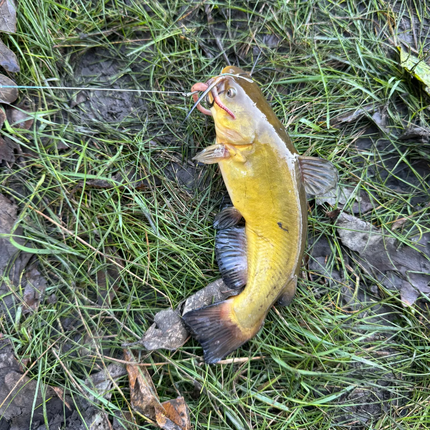 Yellow bullhead caught on Fishbrain