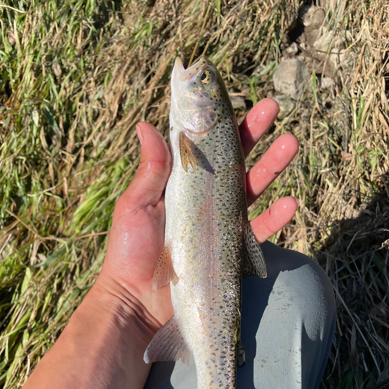 Rainbow trout caught on Fishbrain