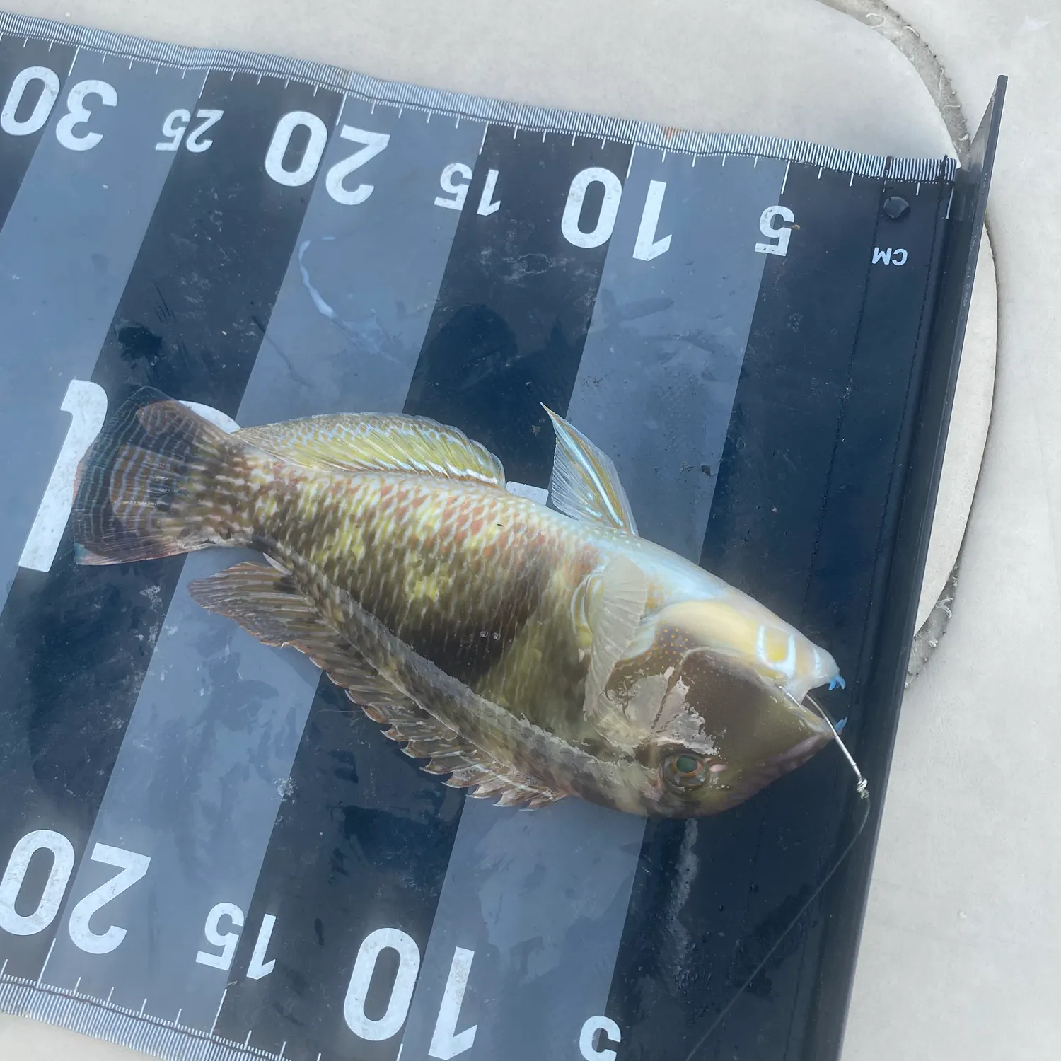 The most recent Rainbow parrotfish catches on Fishbrain