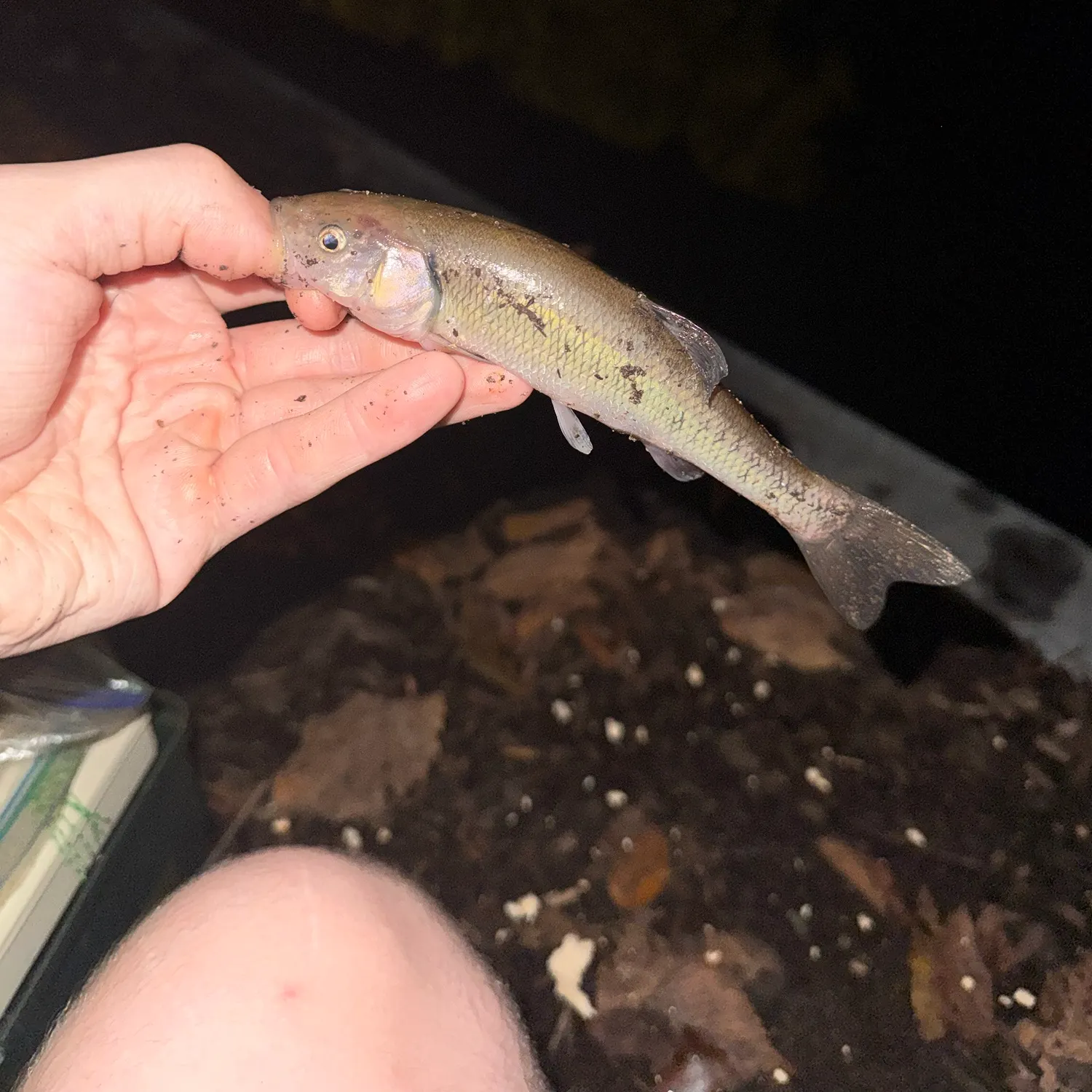 Creek chub caught on Fishbrain