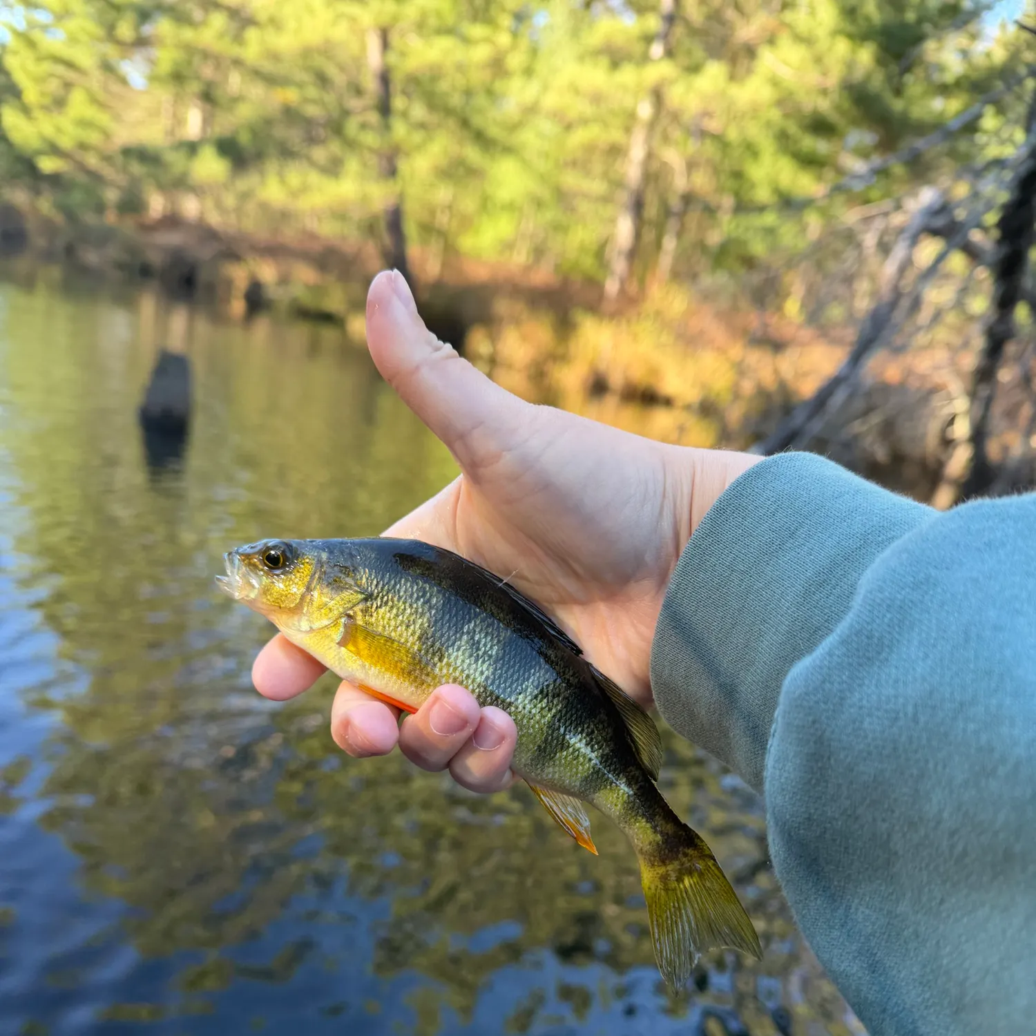 Yellow perch caught on Fishbrain