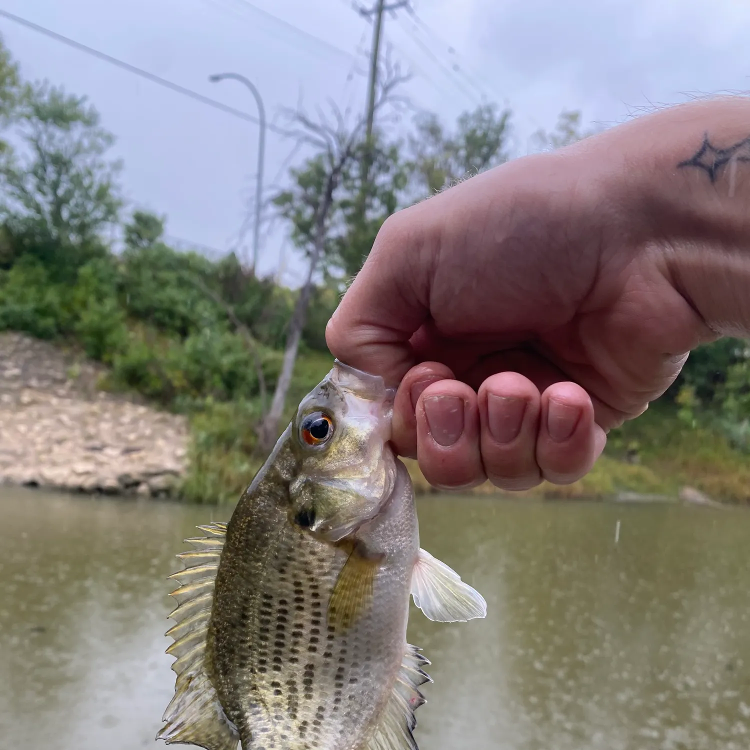 Rock bass caught on Fishbrain