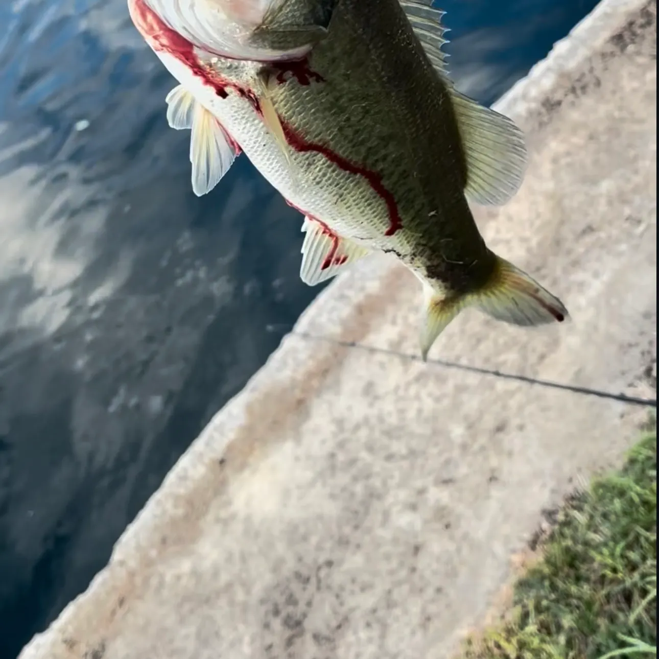 Largemouth bass caught on Fishbrain