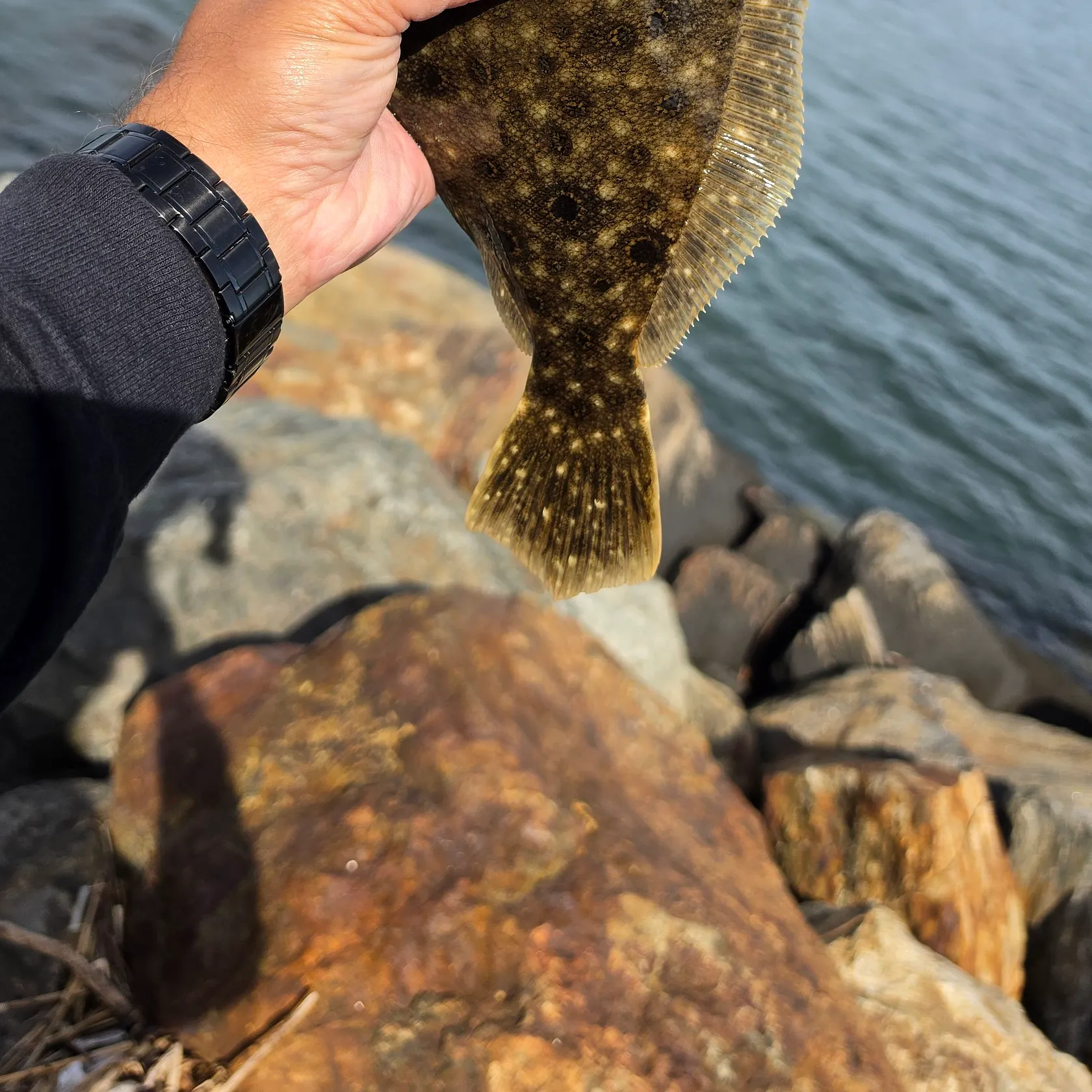 Summer flounder caught on Fishbrain