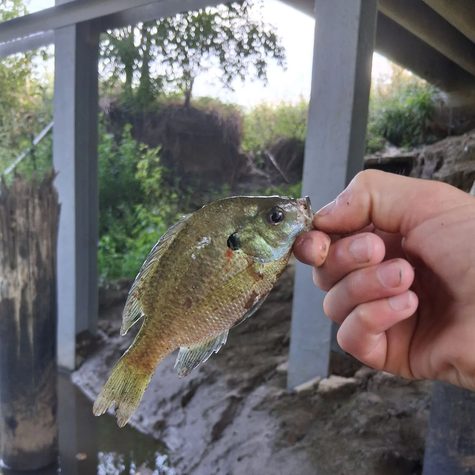Bluegill caught on Fishbrain