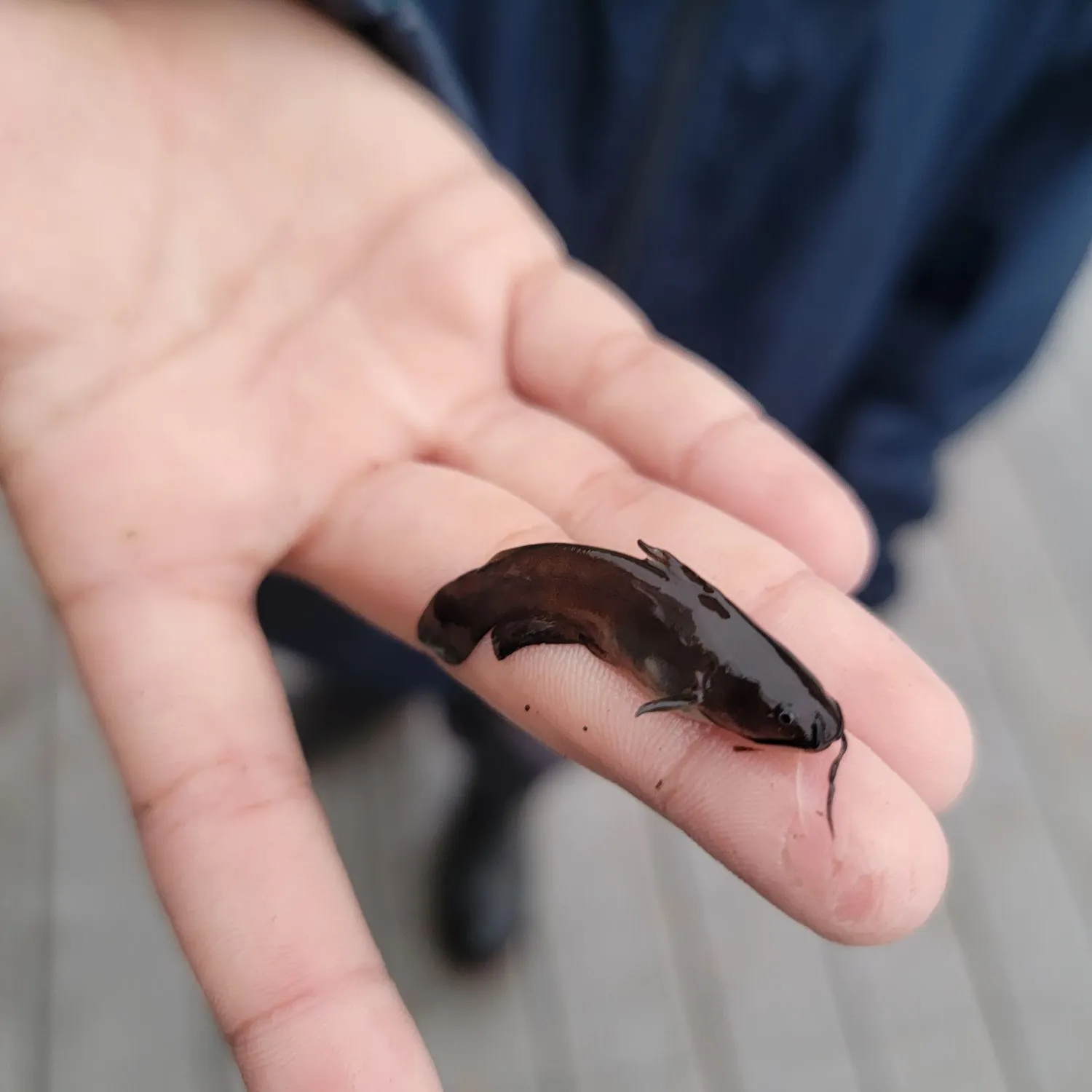 Channel catfish caught on Fishbrain