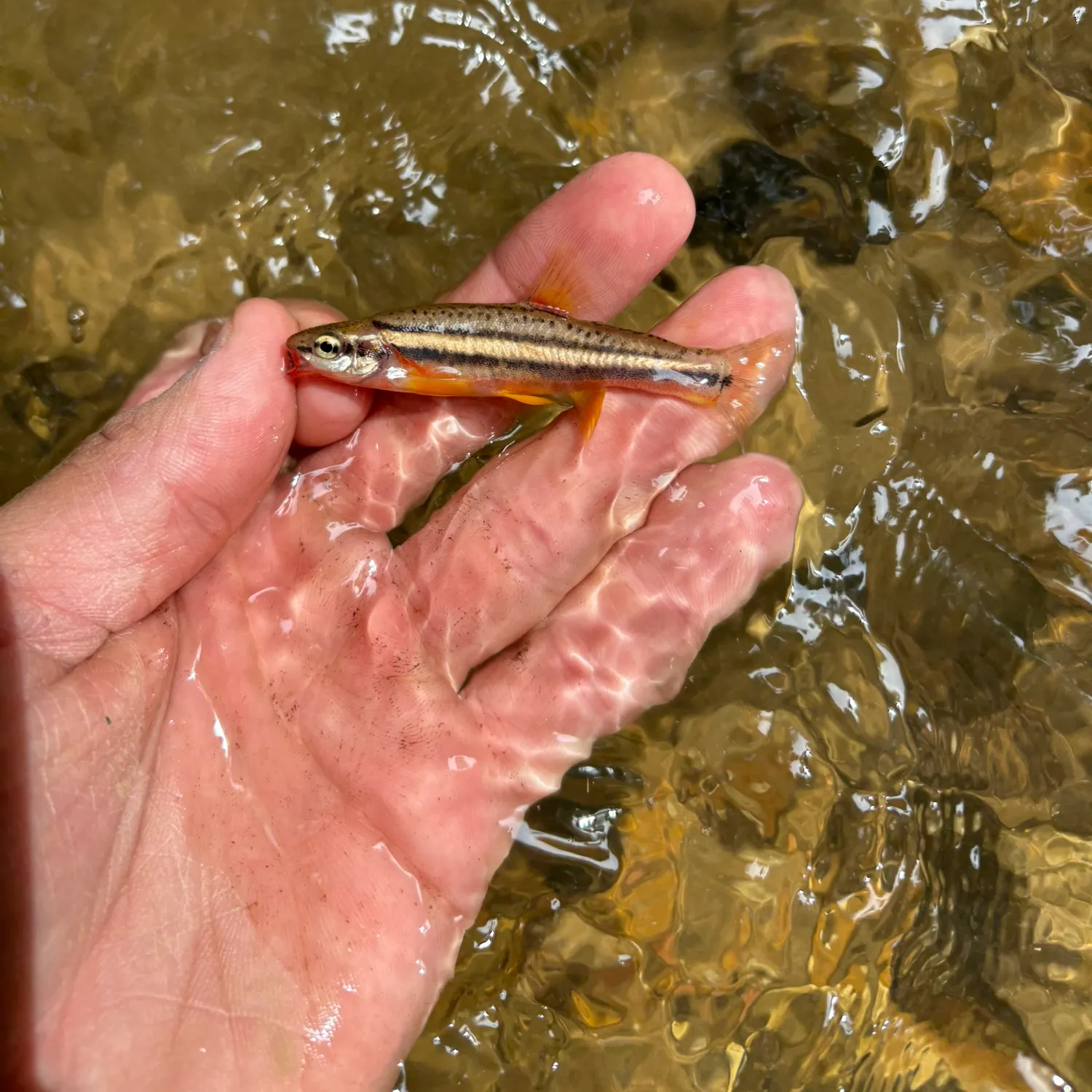 The most recent Southern redbelly dace catches on Fishbrain