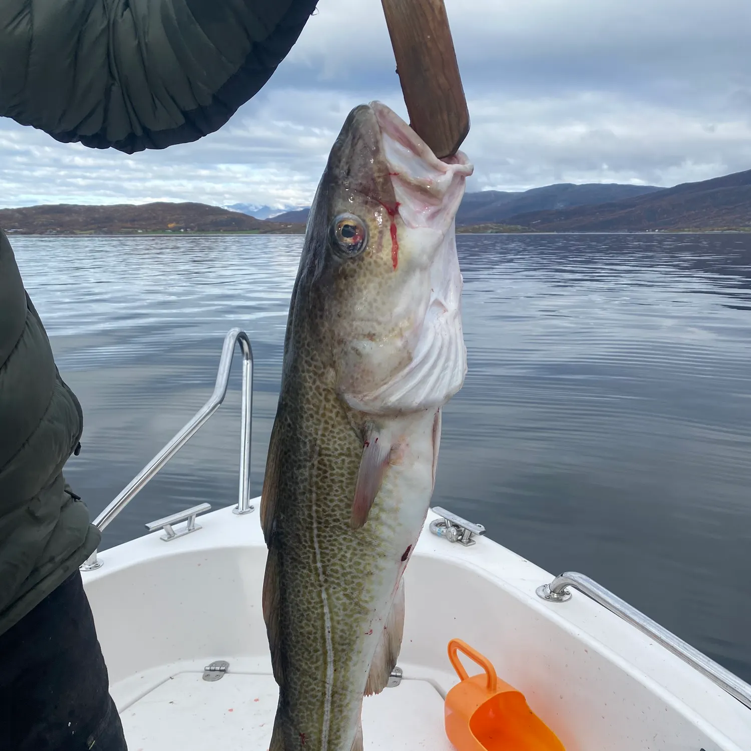 Atlantic cod caught on Fishbrain
