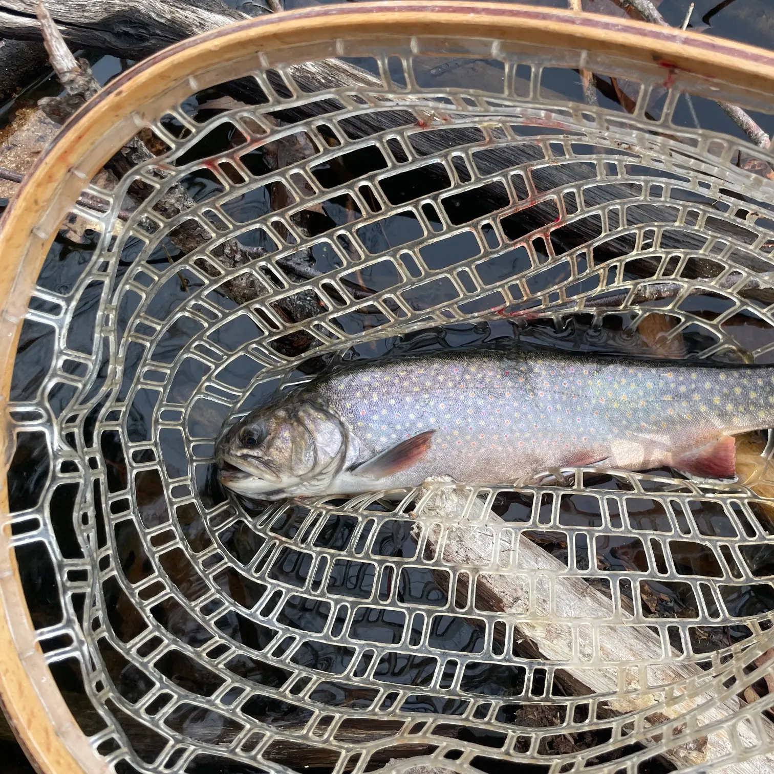 The most recent Brook trout catches on Fishbrain