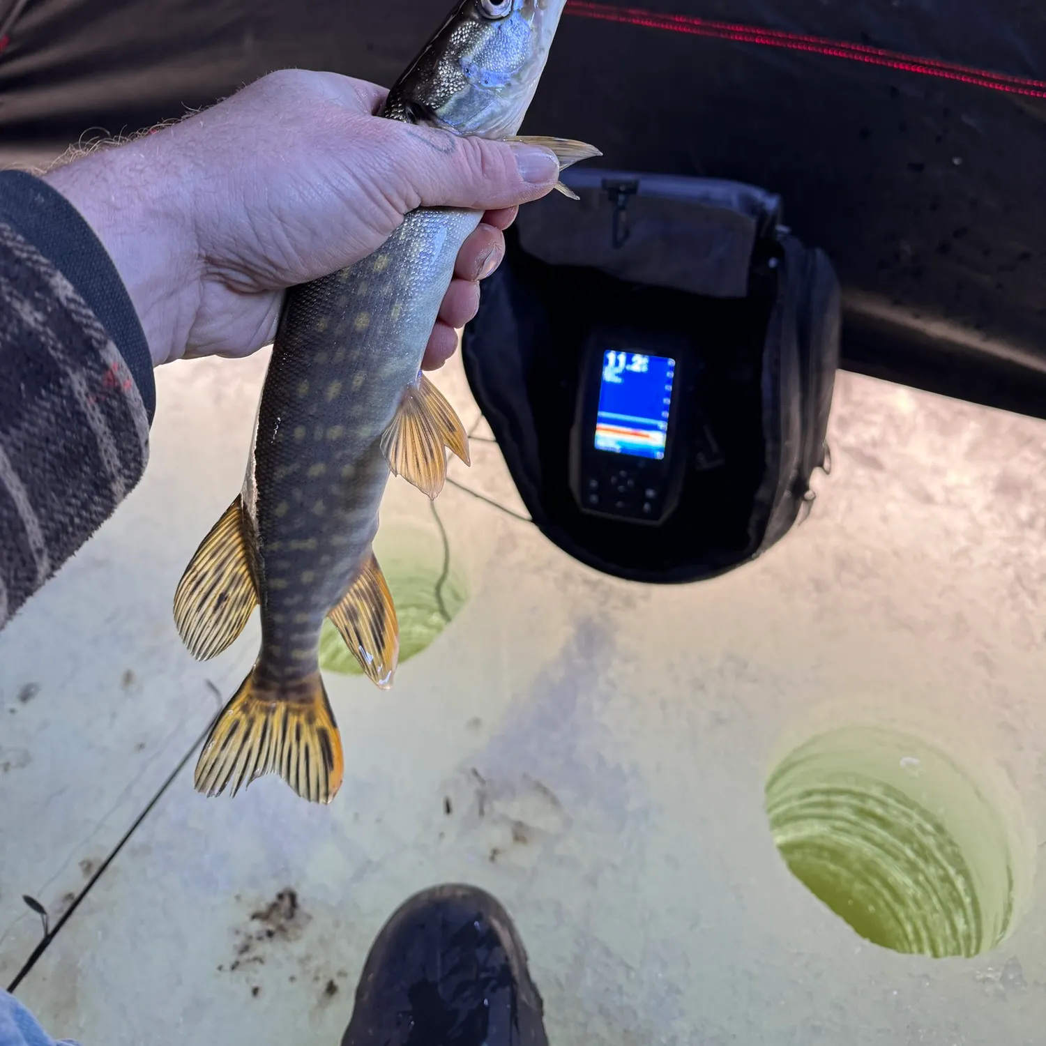 The most recent Burbot catches on Fishbrain