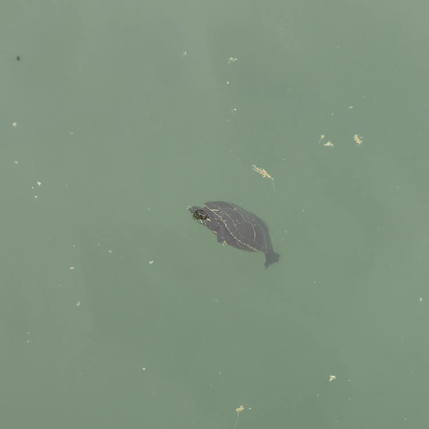 The most recent Painted turtle catches on Fishbrain