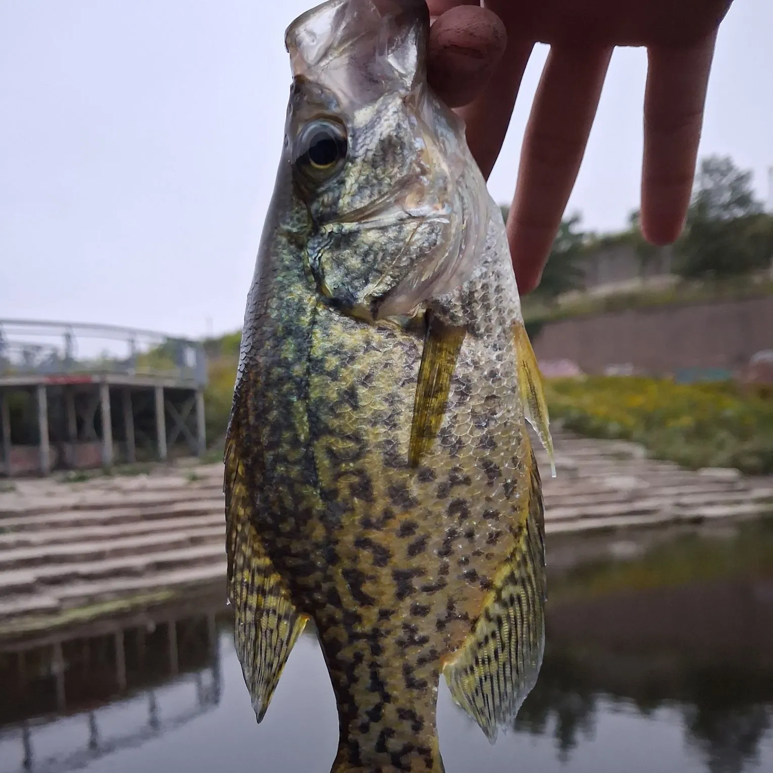 Black crappie caught on Fishbrain
