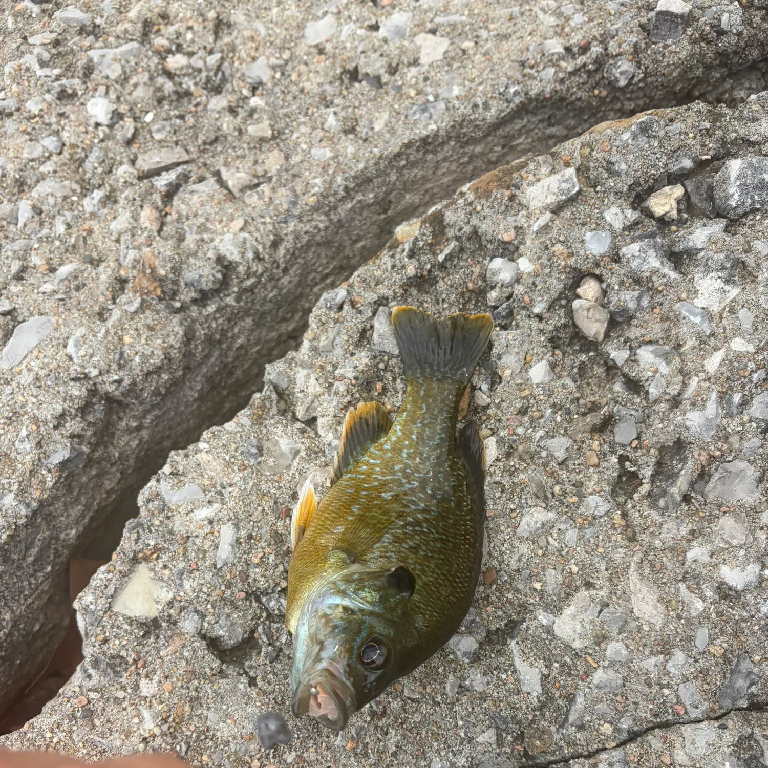 The most recent Greengill hybrid catches on Fishbrain