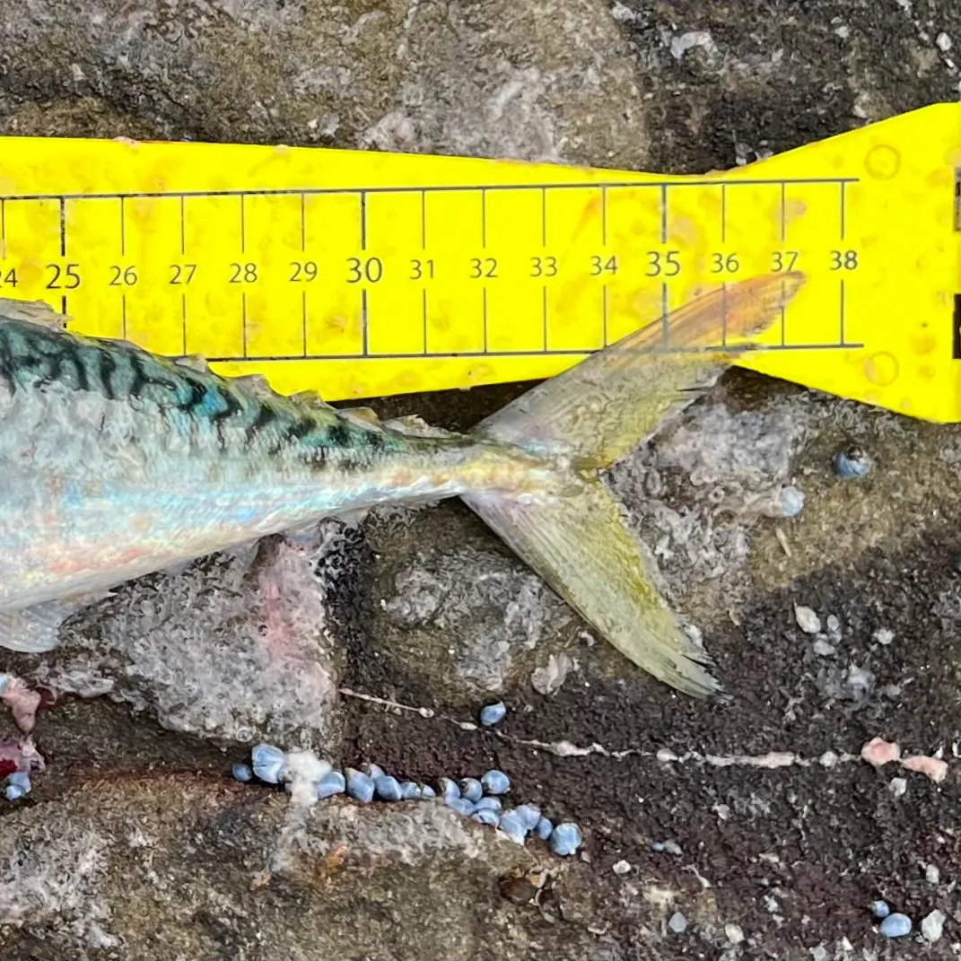 The most recent Blue mackerel catches on Fishbrain