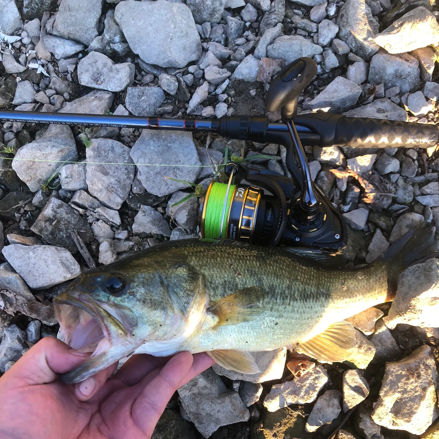 Largemouth bass caught on Fishbrain