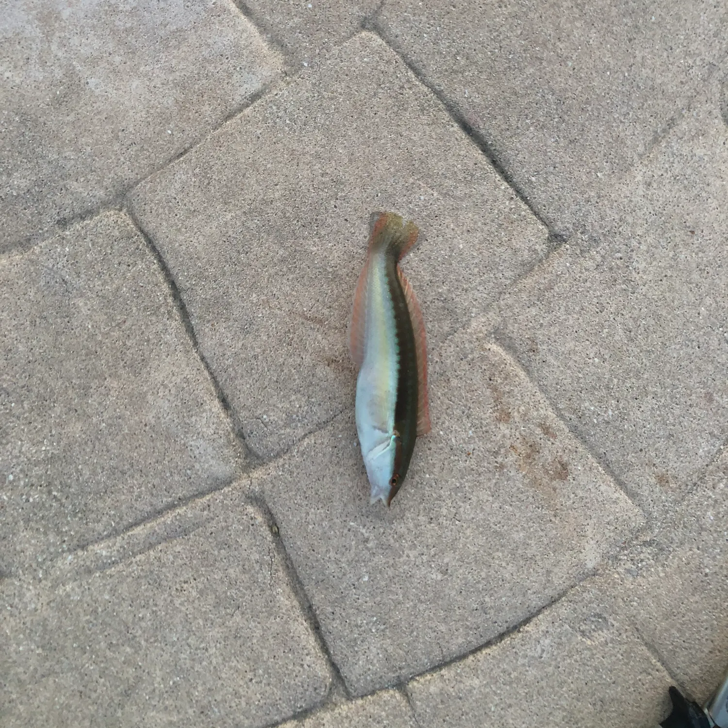 The most recent Mediterranean rainbow wrasse catches on Fishbrain